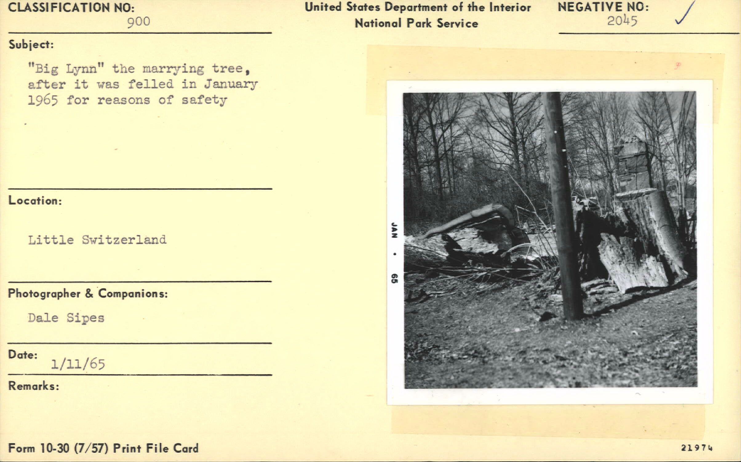 Big Lynn, after being felled in January 1965 for reasons of safety