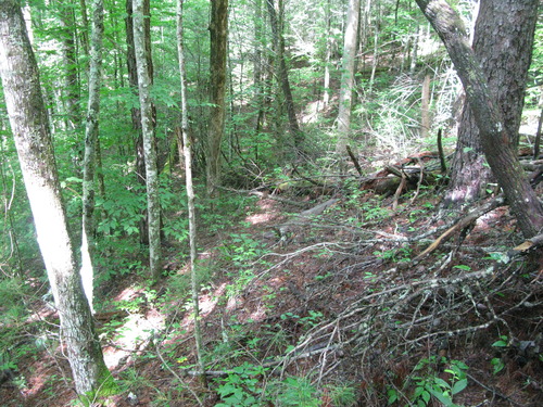 GRSM Accuracy Assessment. Plot Code: GRSM_AA_0821_5