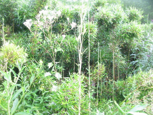 GRSM Accuracy Assessment. Plot Code: GRSM_AA_0537_2