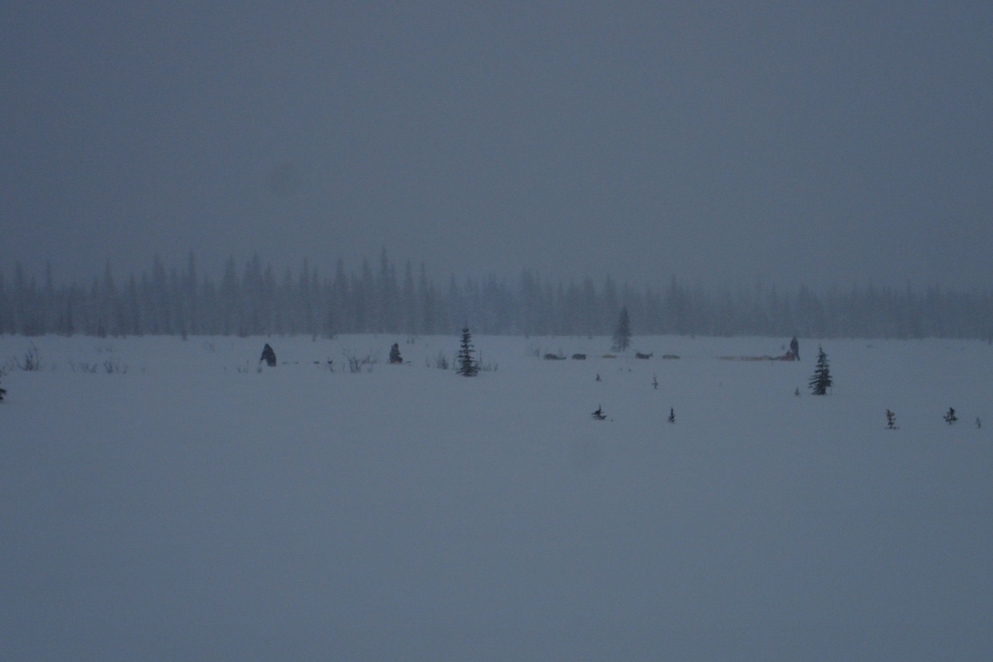 mushers in a meadow near a forest under heavy gray skies