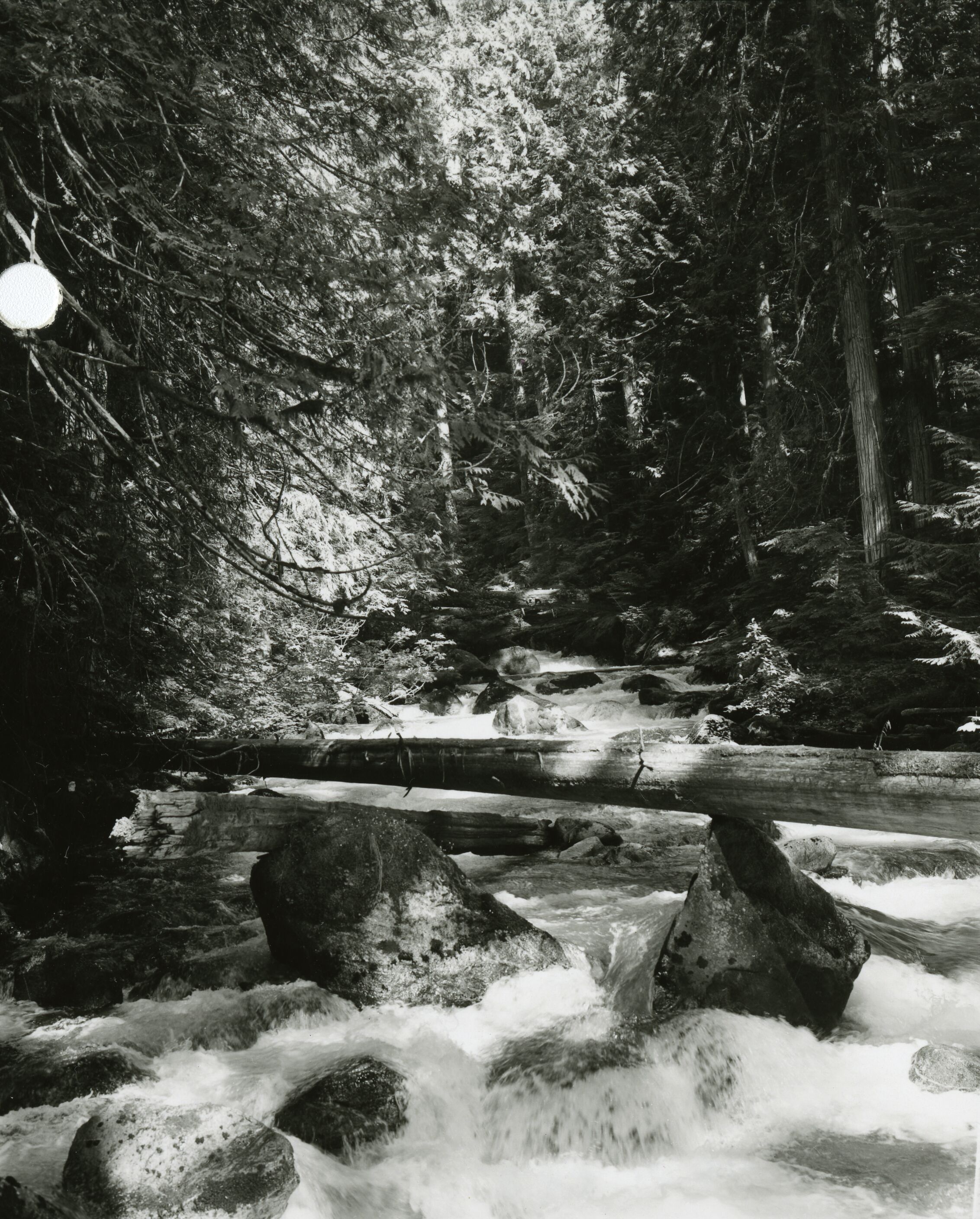 A rushing creek in a forest. A fallen log spans the creek.