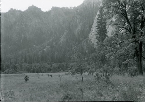 El Capitan meadows showing reproduction of trees, fast filling in open meadow country.