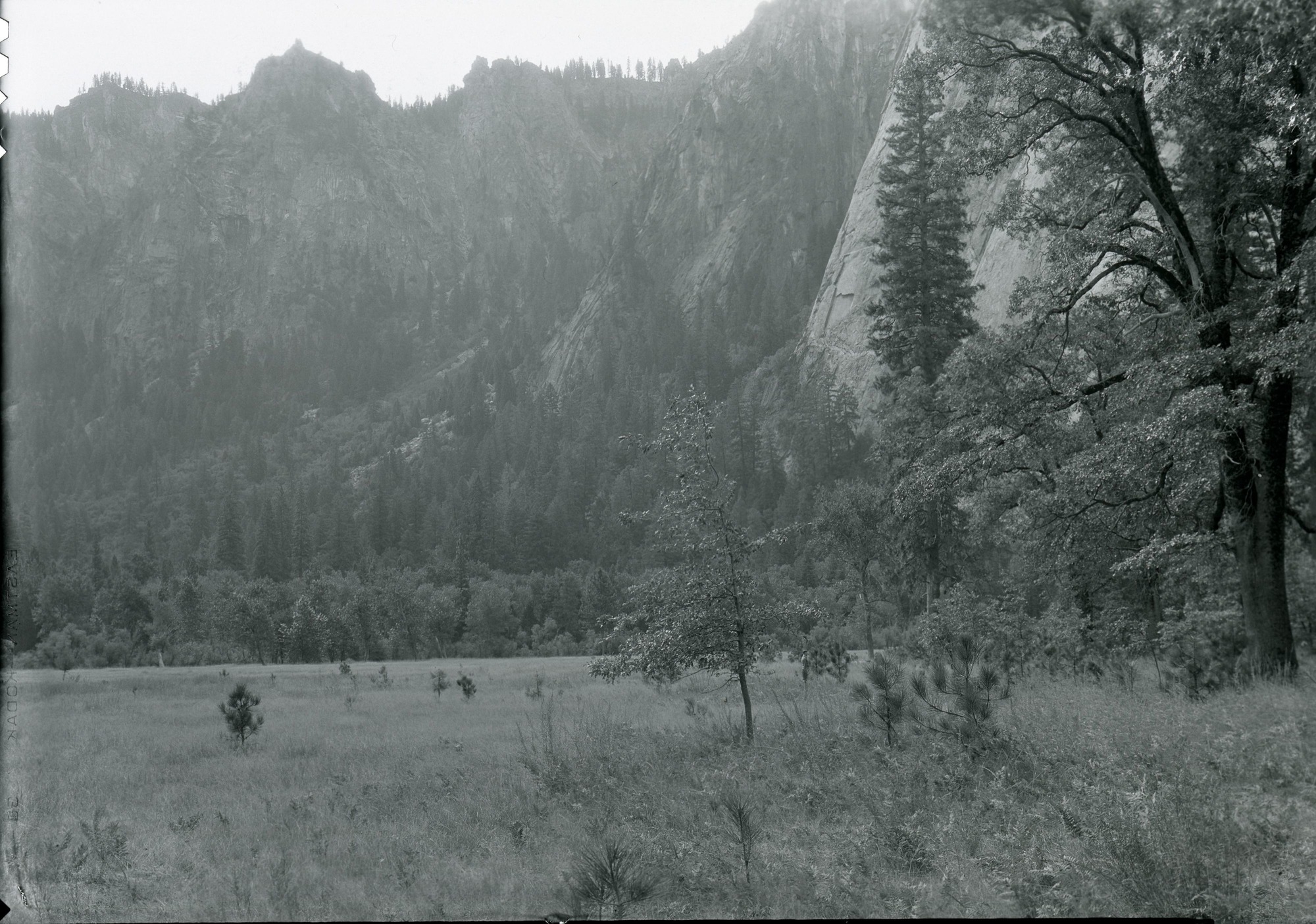 El Capitan meadows showing reproduction of trees, fast filling in open meadow country.