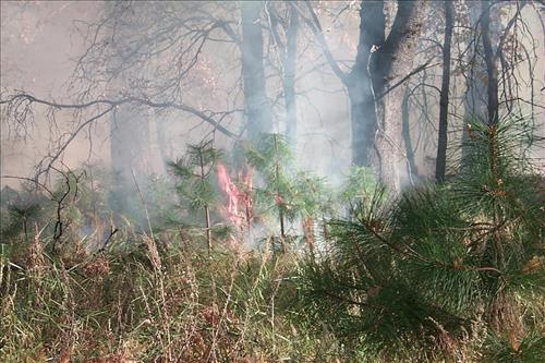 Fire in progress at El Capitan prescribed burn, 2000, Yosemite National Park