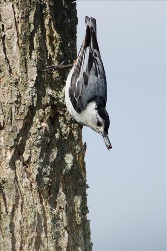 White-breasted nuthatch in Cuyahoga Valley National Park