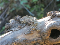 Camouflaged western diamondback rattlesnake (Crotalus atrox), Pinnacles National Park, 2014.. Habitat of the western diamondback varies widely from flat coastal plains, steep rocky canyons to hillsides. They are found in many different vegetation types, including desert, sandy creosote, grassland, desert scrub and even pine-oak forests. Note: no subspecies is currently recognized.
