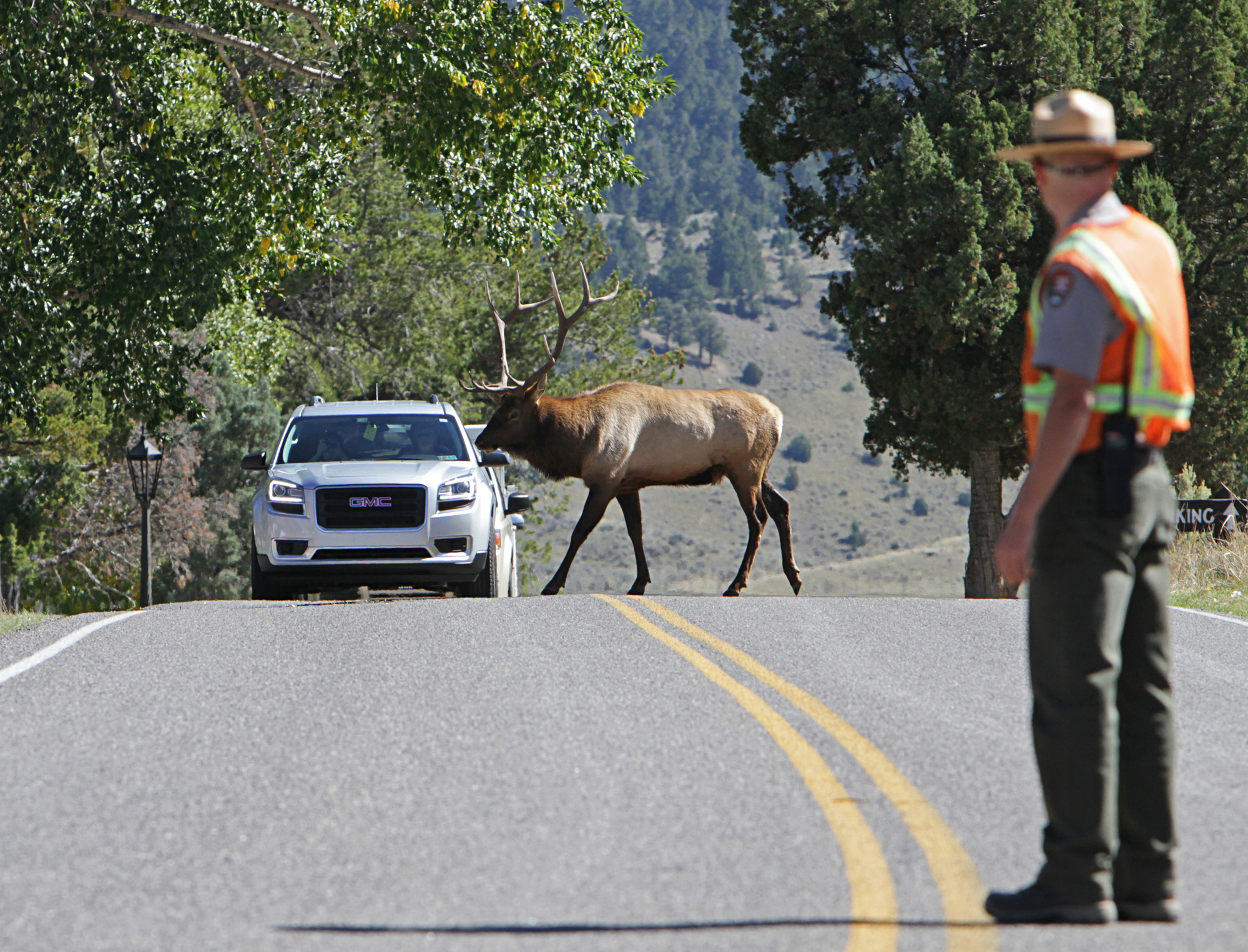 Ranger is in middle of road stopping traffic for a bull elk