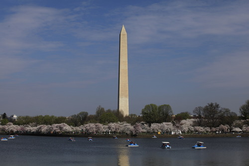 The Washington Monument is reflected in the Tidal Basin water, dotted with paddle boats and framed by blossoming cherry trees.