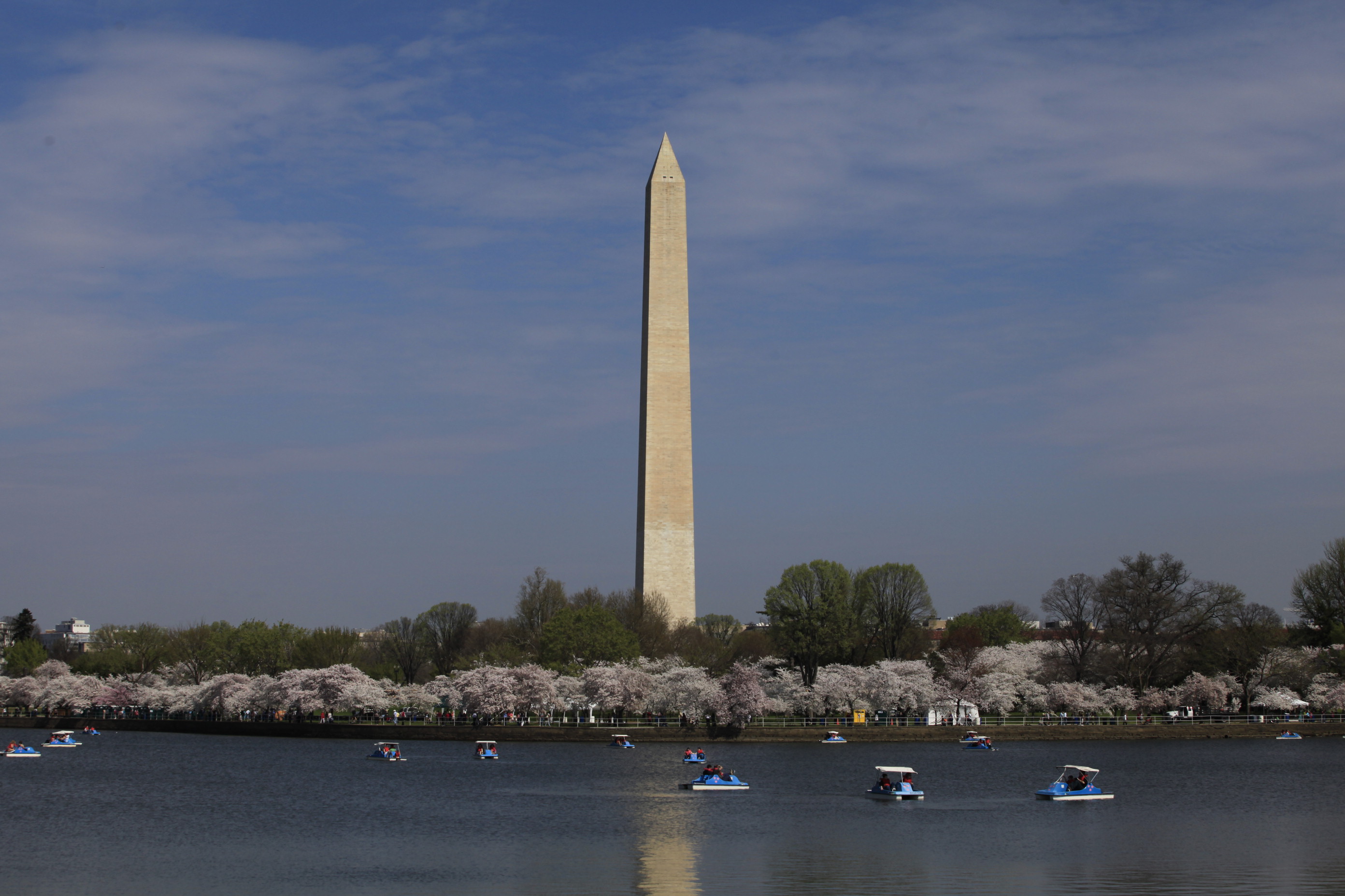 The Washington Monument is reflected in the Tidal Basin water, dotted with paddle boats and framed by blossoming cherry trees.