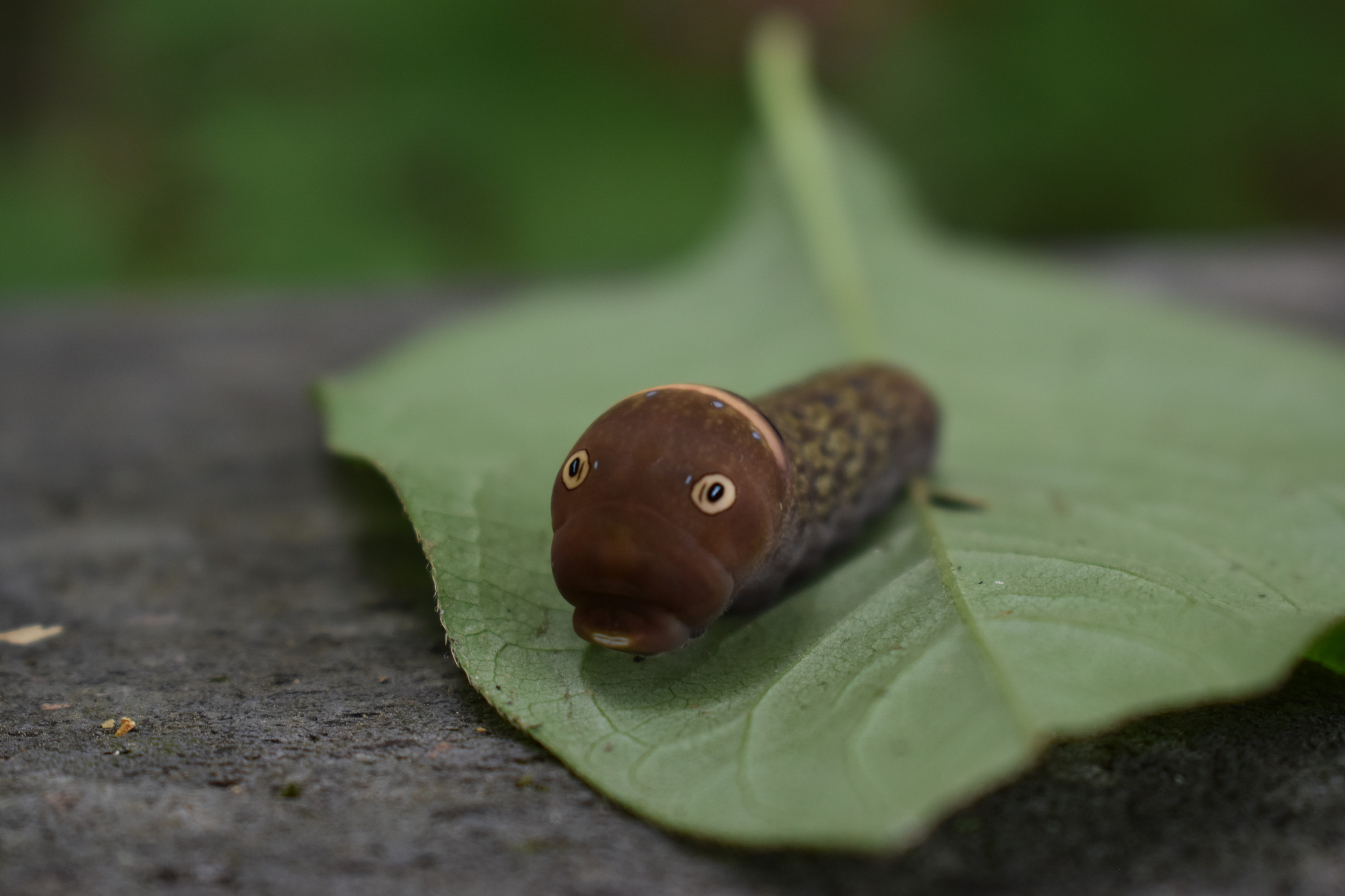 Caterpillar on a leaf