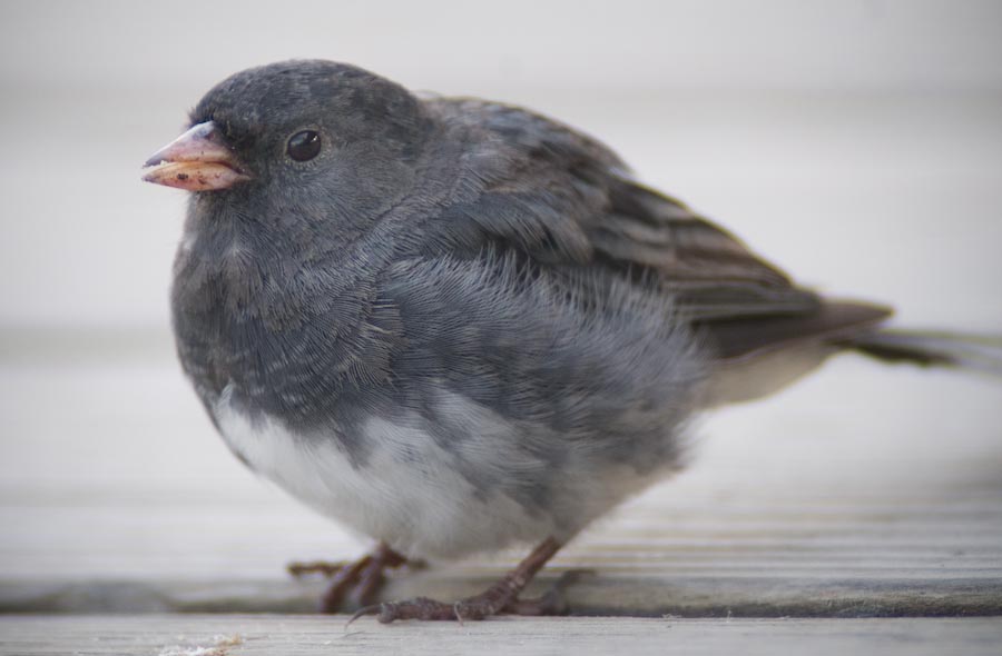 A small gray bird