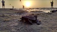 Kemp's Ridley sea turtle (Lepidochelys kempii), Padre Island National Seashore, 2015.. A Kemp's Ridley hatchling making its way home to the ocean.