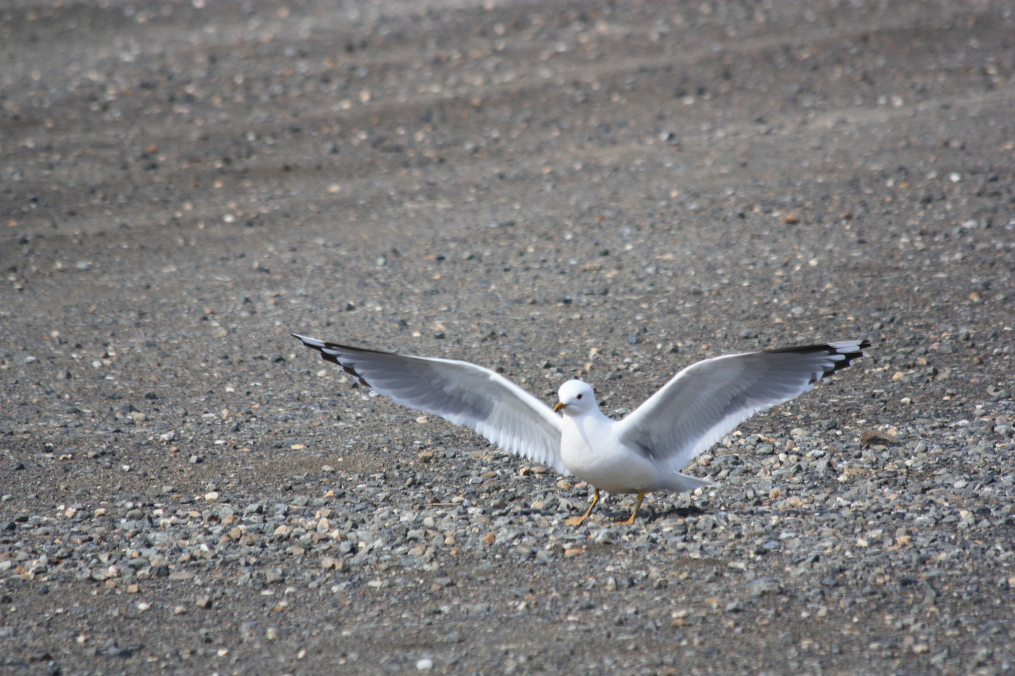 a white and gray bird 