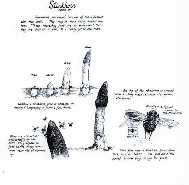 Cove hardwood section. Stinichorn notebook page.
