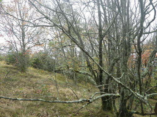 GRSM Accuracy Assessment. Plot Code: GRSM_AA_0186_4