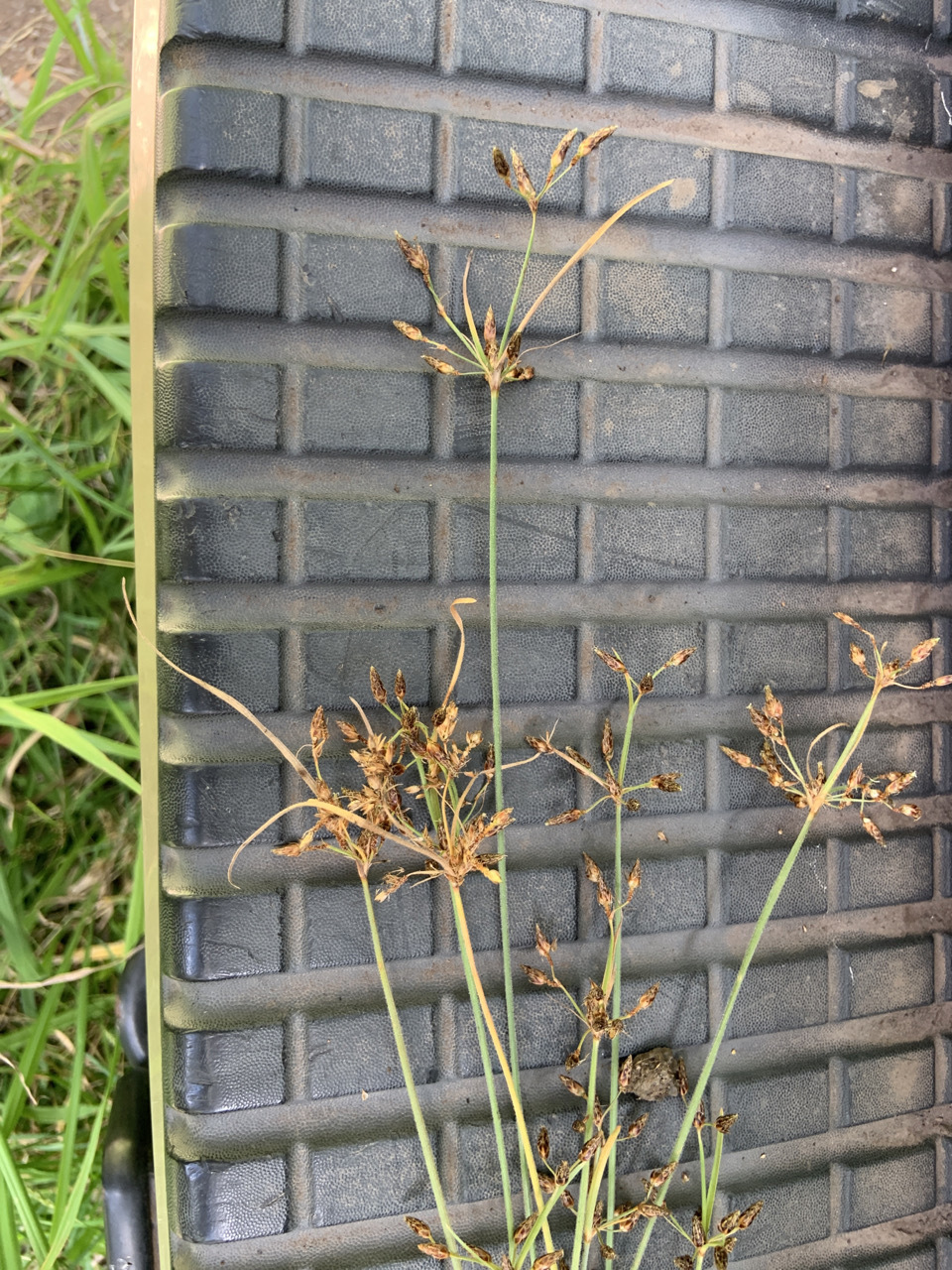 Photo of plant species Fimbristylis dichotoma