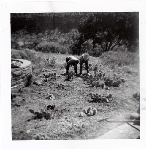NPS employees clearing and removing brush.