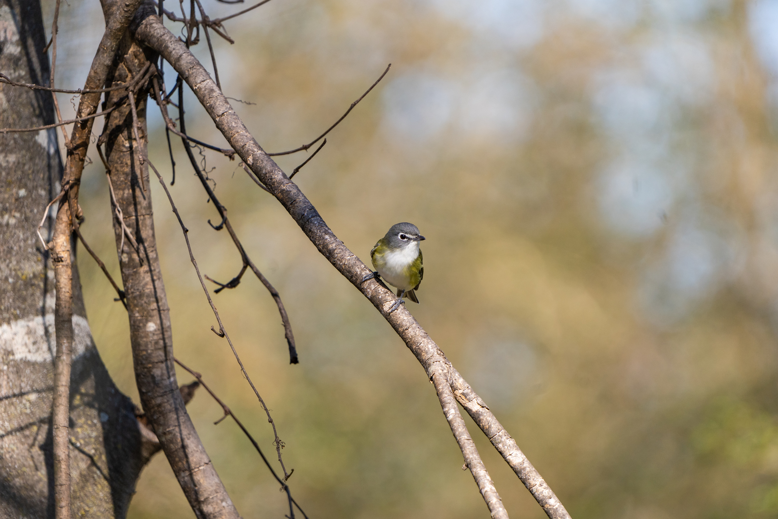 A small songbird with a blue-gray head, white spectacles, moss green back, greenish yellow flanks, and a white belly perched on a tree branch.
