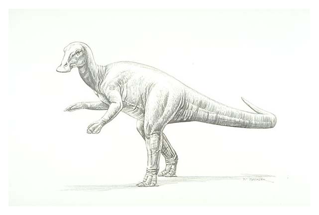 an Annatosaurus, a Duckbill dinosaur of the Upper Cretaceous Period