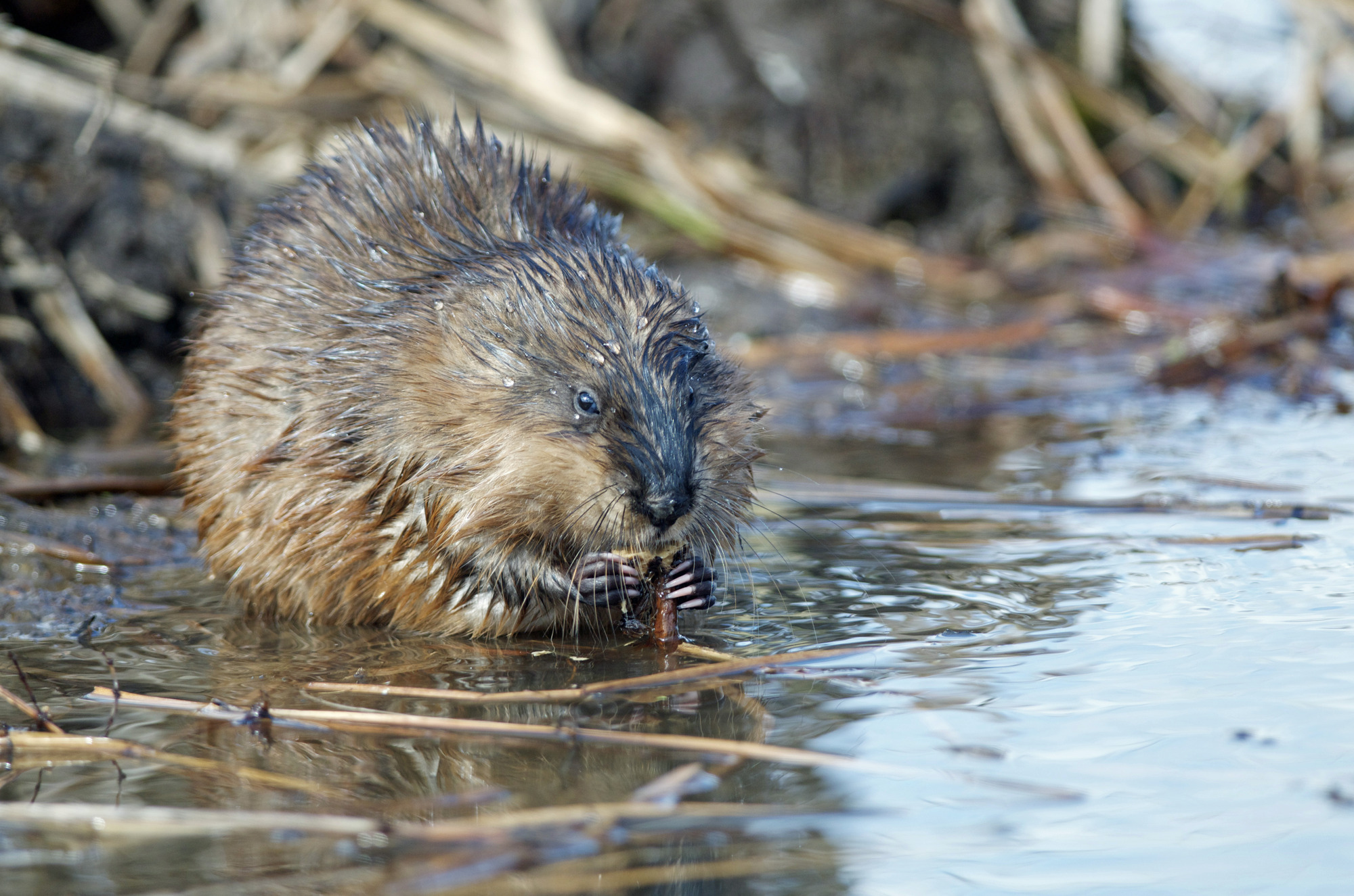 A muskrat nibbles a plant stalk. More stalks float in the surrounding water.