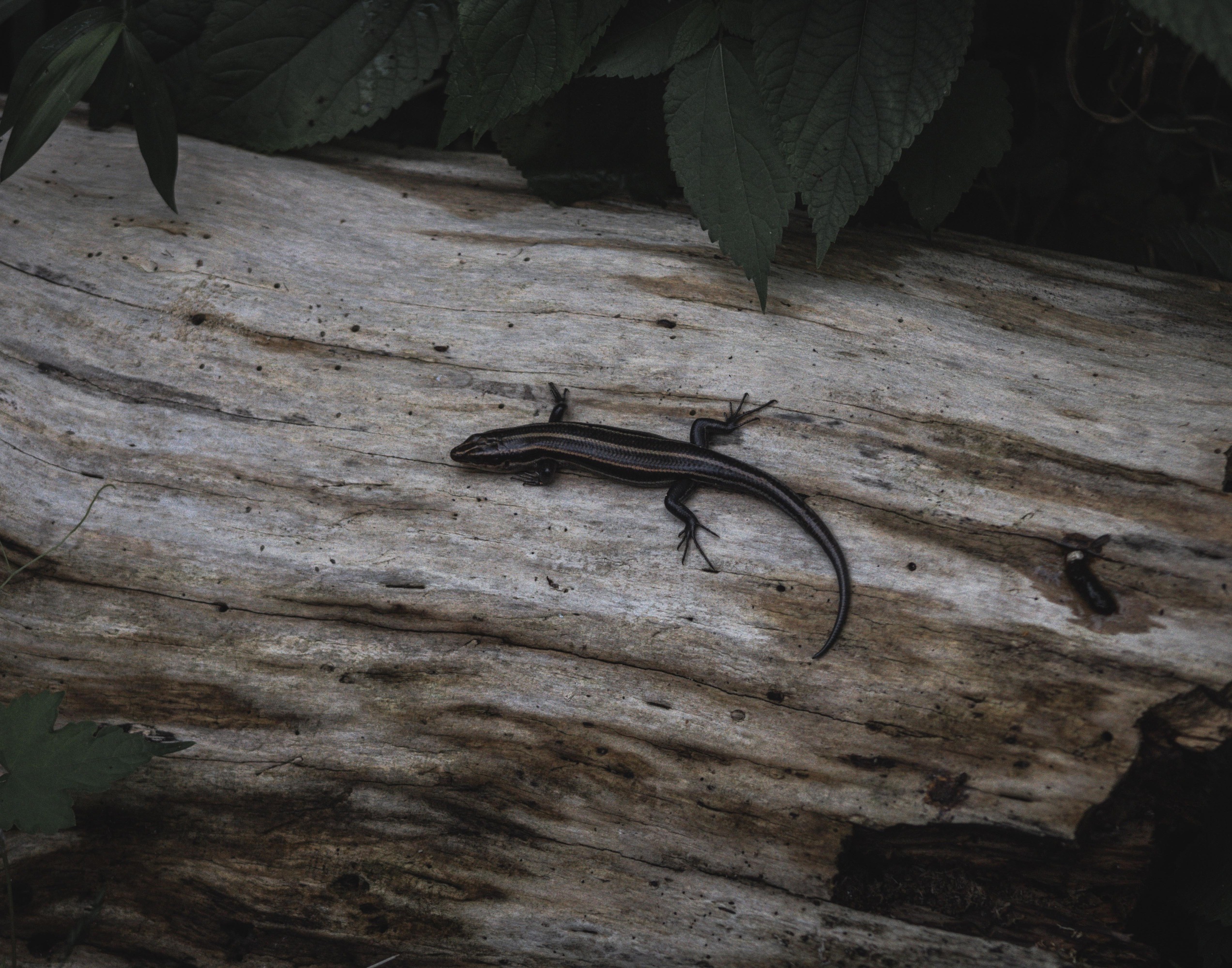 Skink resting on a log next to the boardwalk trail.​