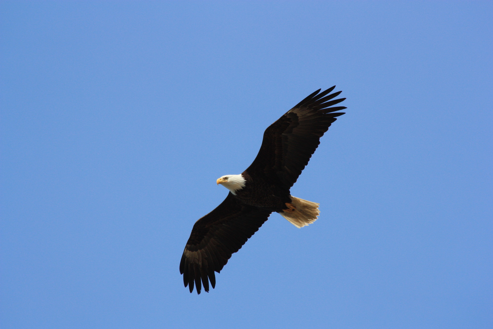 A bald eagle soaring 