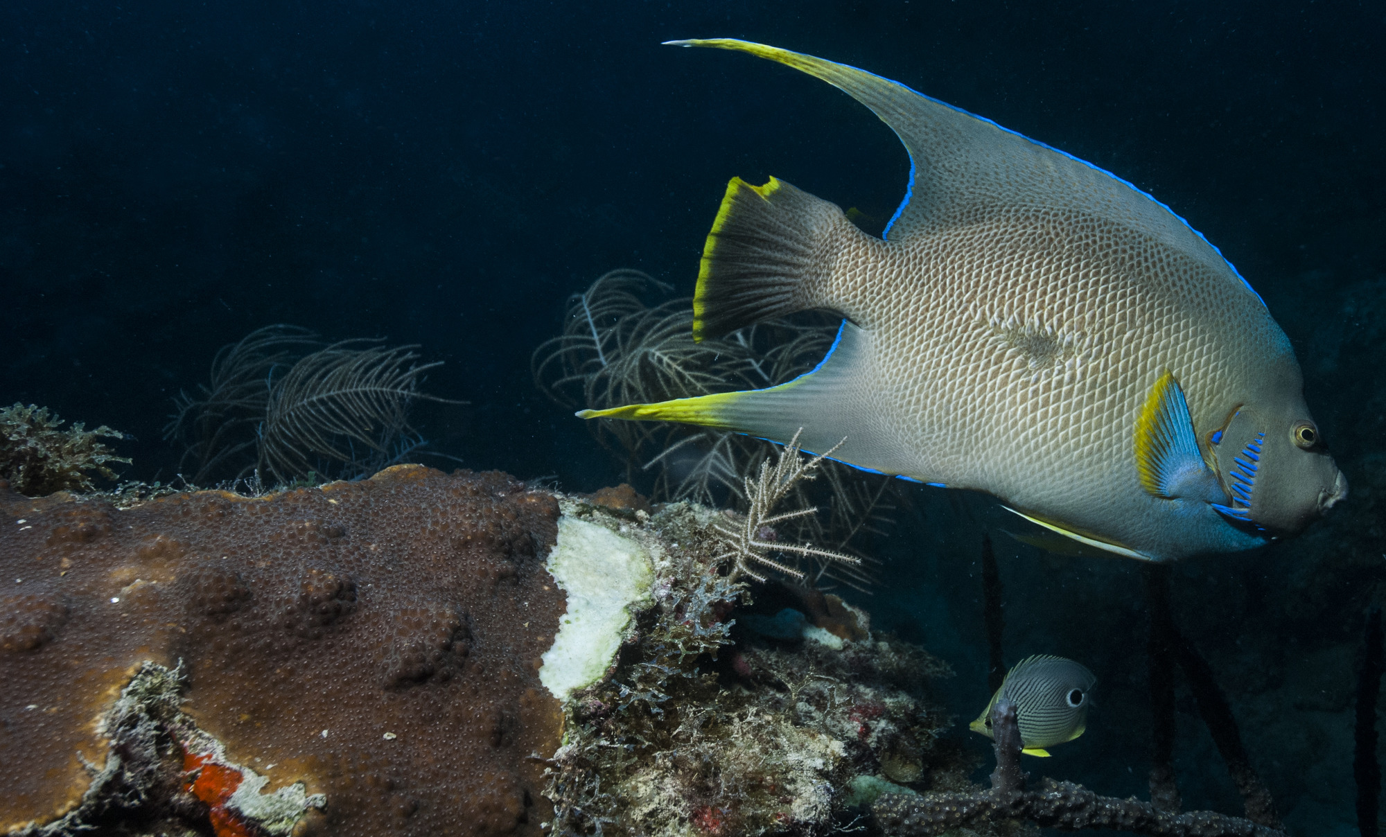 A Queen Angelfish swimming by a diseases coral reef.