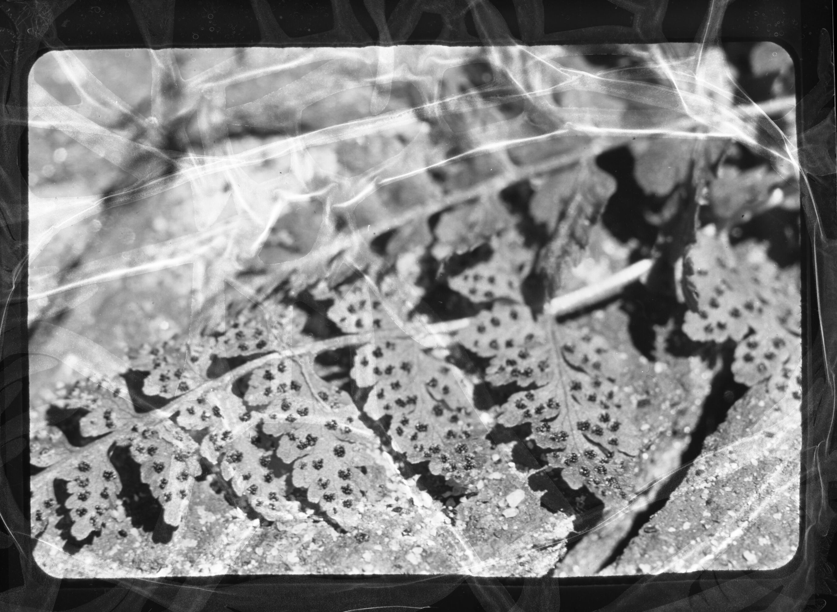 Cystopteris Fragilis