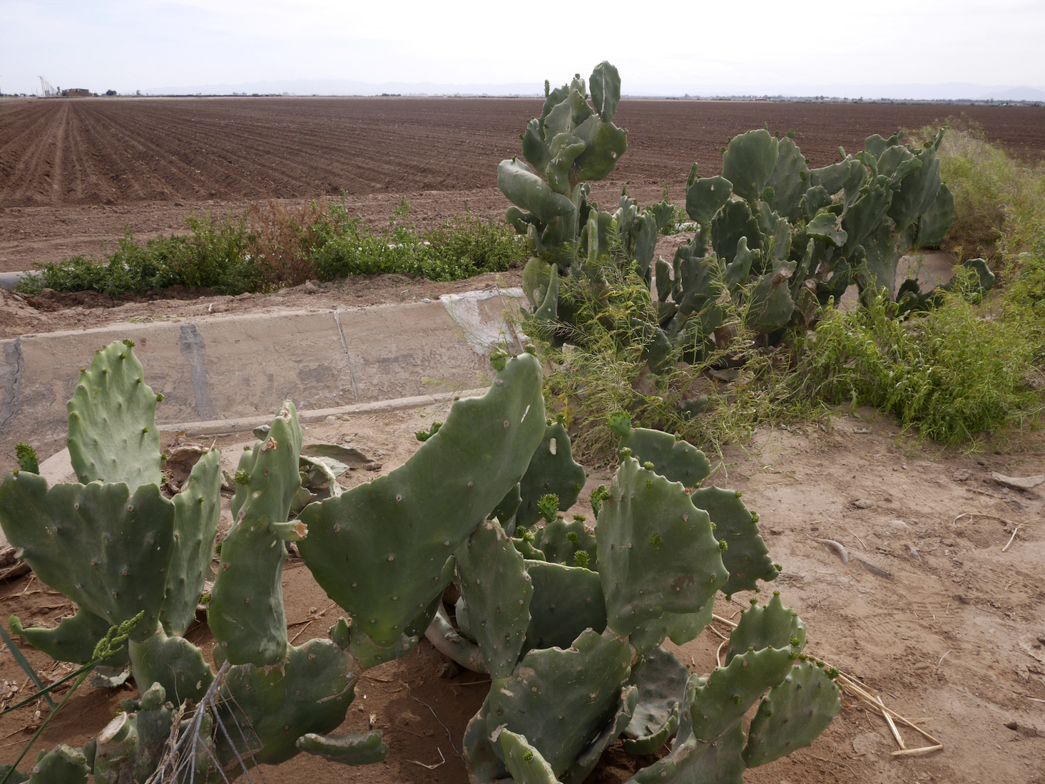 Cacti in front of a concrete canal and tilled farm land
