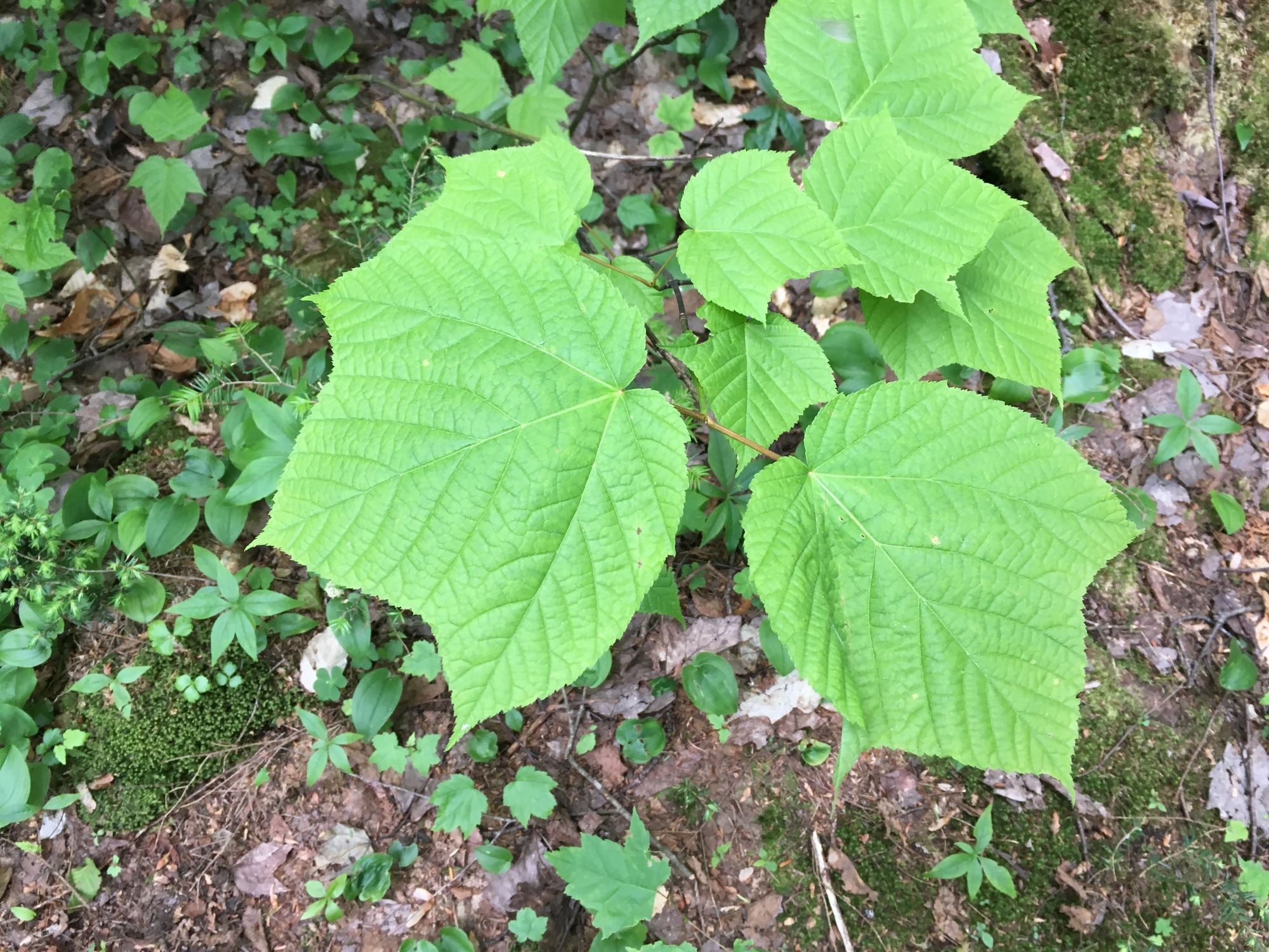 Green maple leaves are thin and visibly veined.