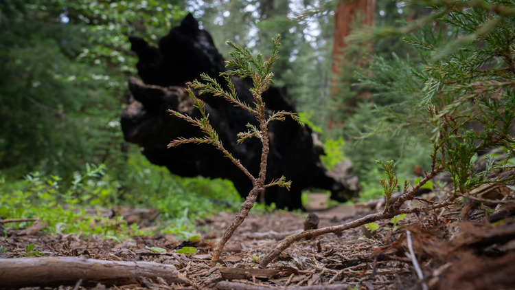 A small sequoia seedling growing in front of fallen and burned log in the background.