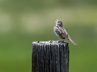 a vesper sparrow on wooden post
