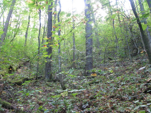 GRSM Accuracy Assessment. Plot Code: GRSM_AA_0210_6