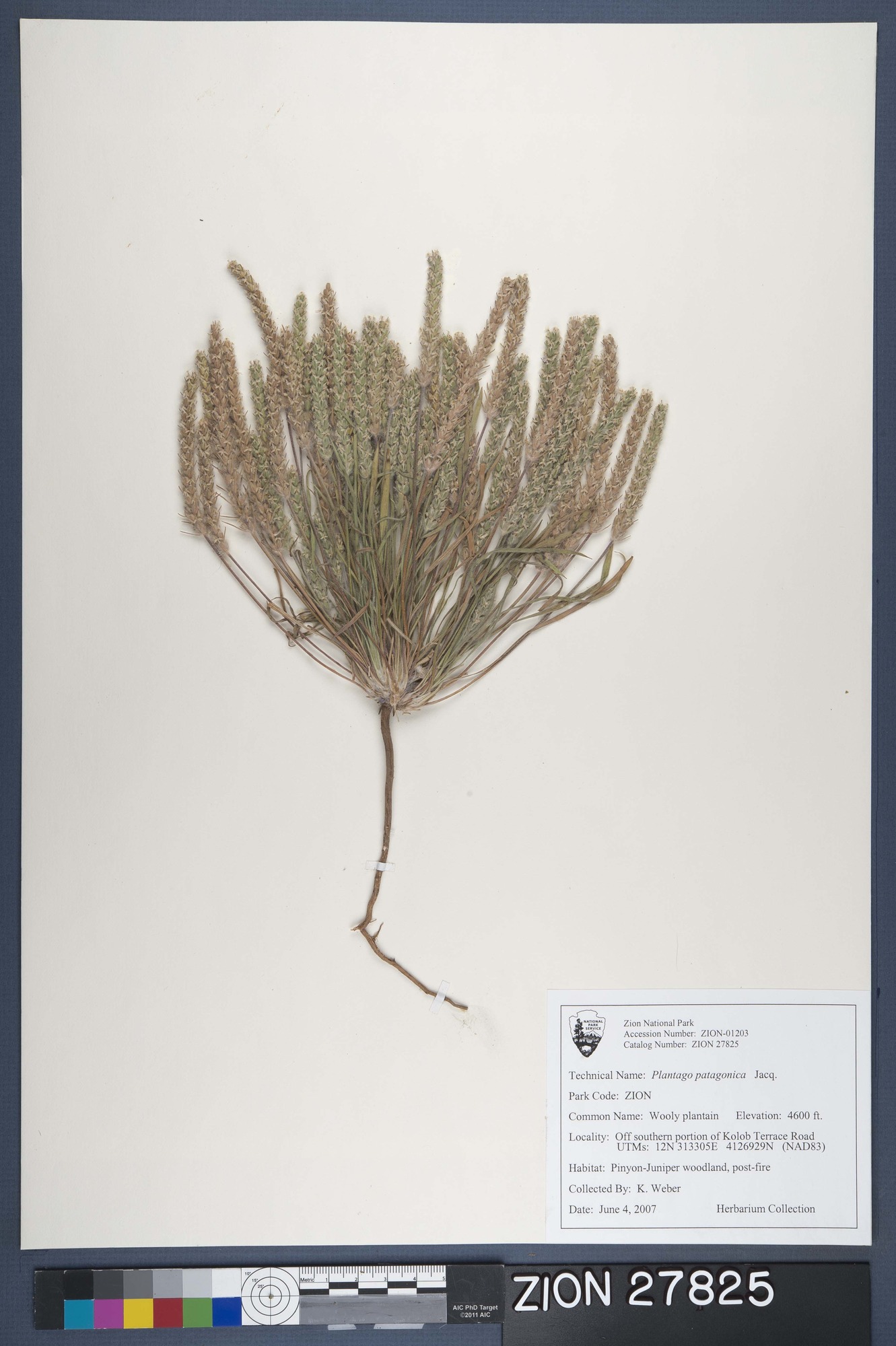 Herbarium Specimen Sheet 27825