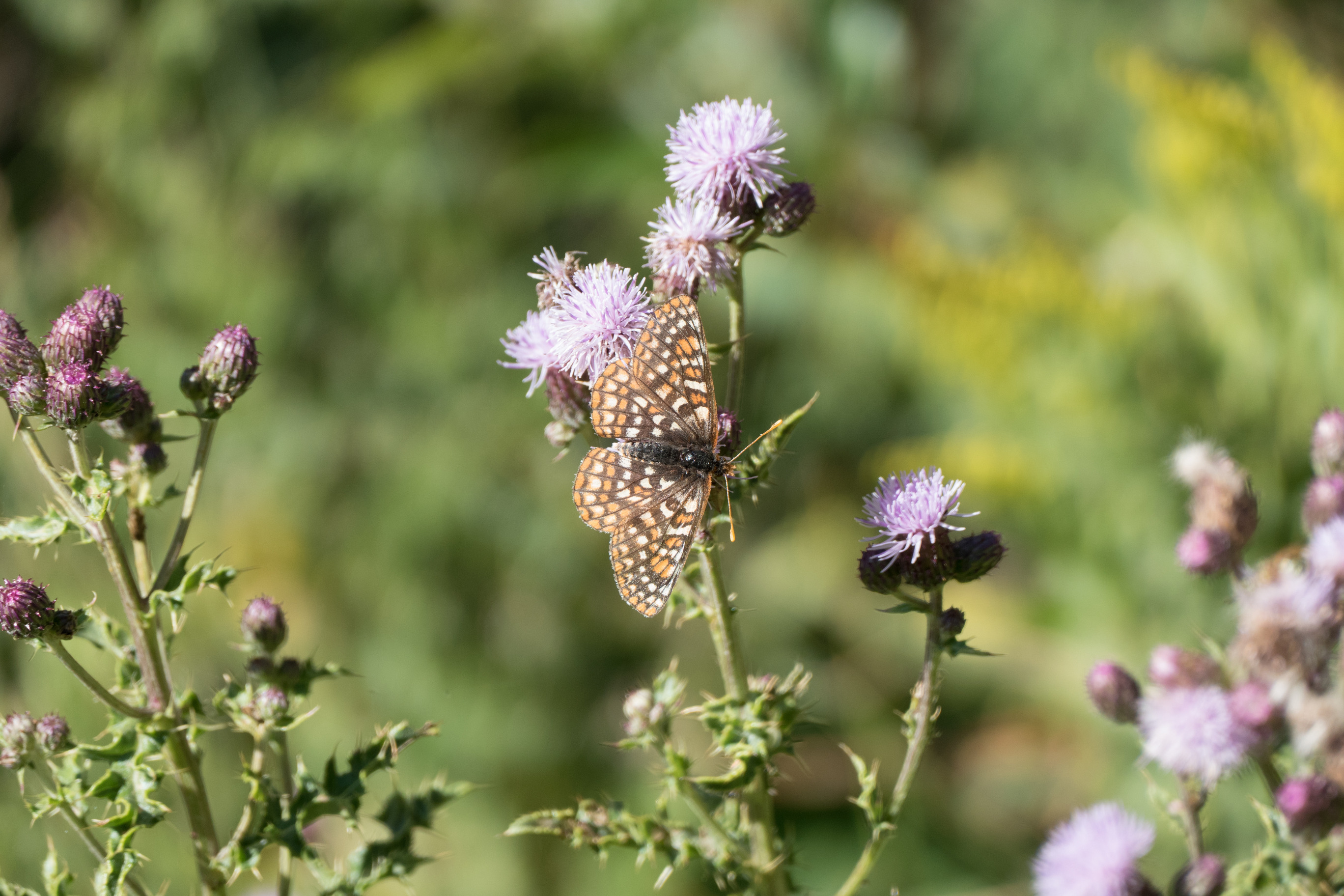 A brown, orange, and tan checkered butterfly is on a purple flowering thistle.
