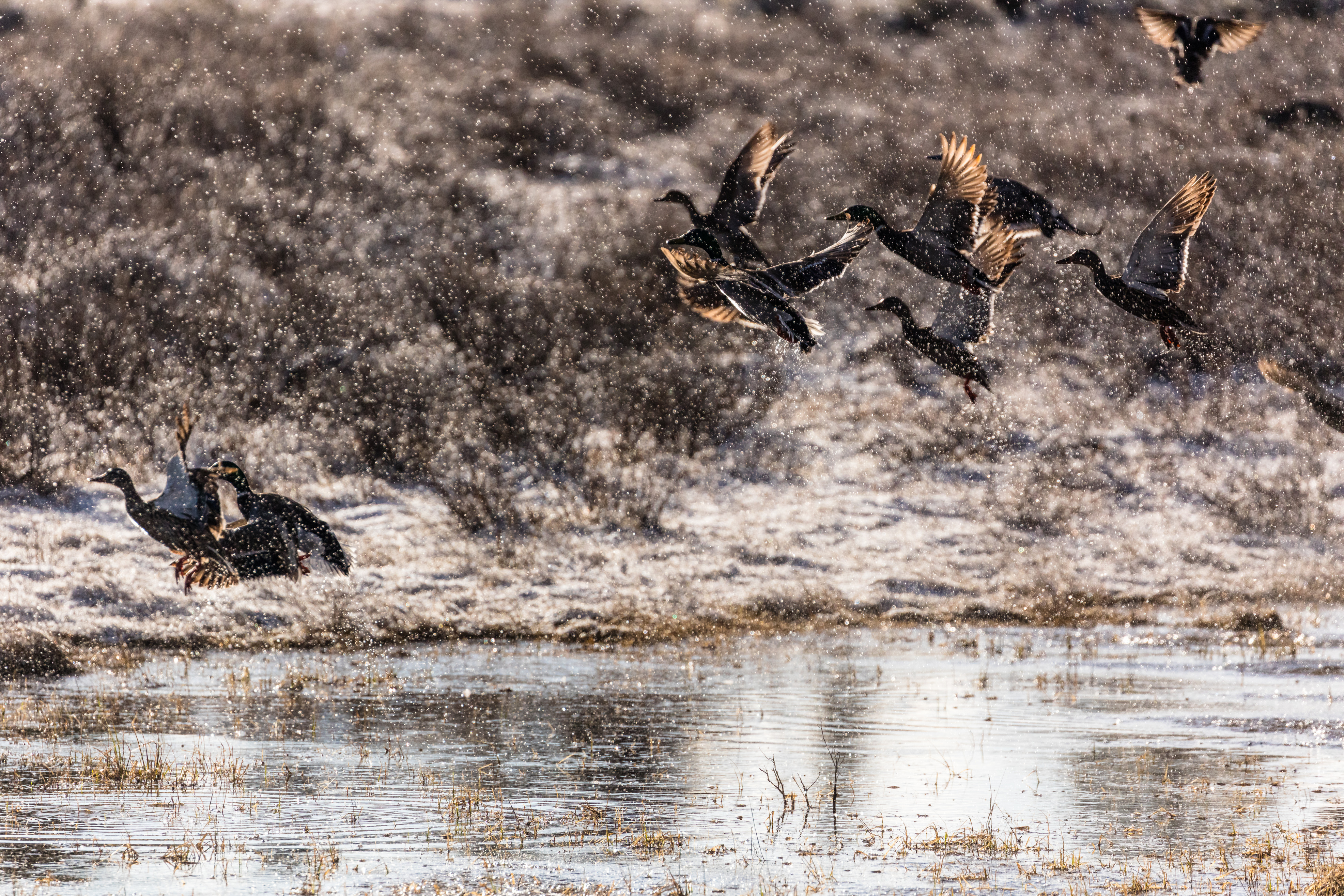 Mallards take flight over a pond