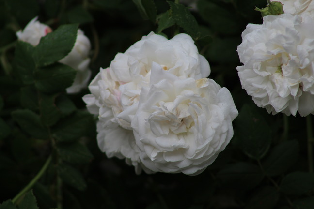 Close up of white, ruffled rose blooms