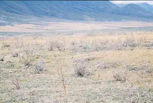 7 Gates of the Arctic National Park and Preserve Itkillik Birds Survey June 2006