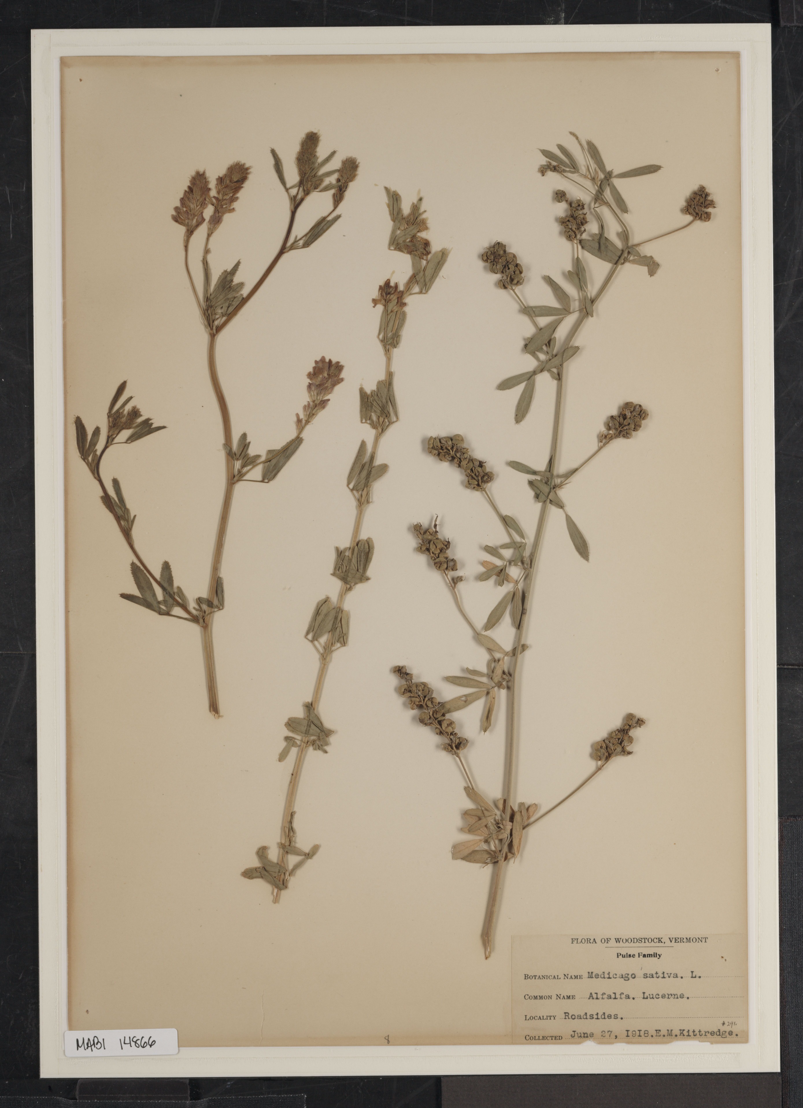 Preserved biological specimen on paper.