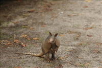 Nine-banded armadillo (Dasypus novemcinctus), Cumberland Island National Seashore, 2015.. This medium-sized mammal is found in North, Central and South America, making it the most widespread of the armadillos. Like its ancestors, the nine-banded armadillo is still most commonly found in warm, rainy environments. However, this solitary, nocturnal animal is adaptable and can be found in many habitats, including scrublands, prairies and tropical rainforests. The only areas it doesn't thrive in are very cold or dry environments because its lack of fat insulation makes it quite susceptible to heat and water loss. This animal possesses and interesting and surprising ability to jump 3-4 feet straight into the air if frightened!