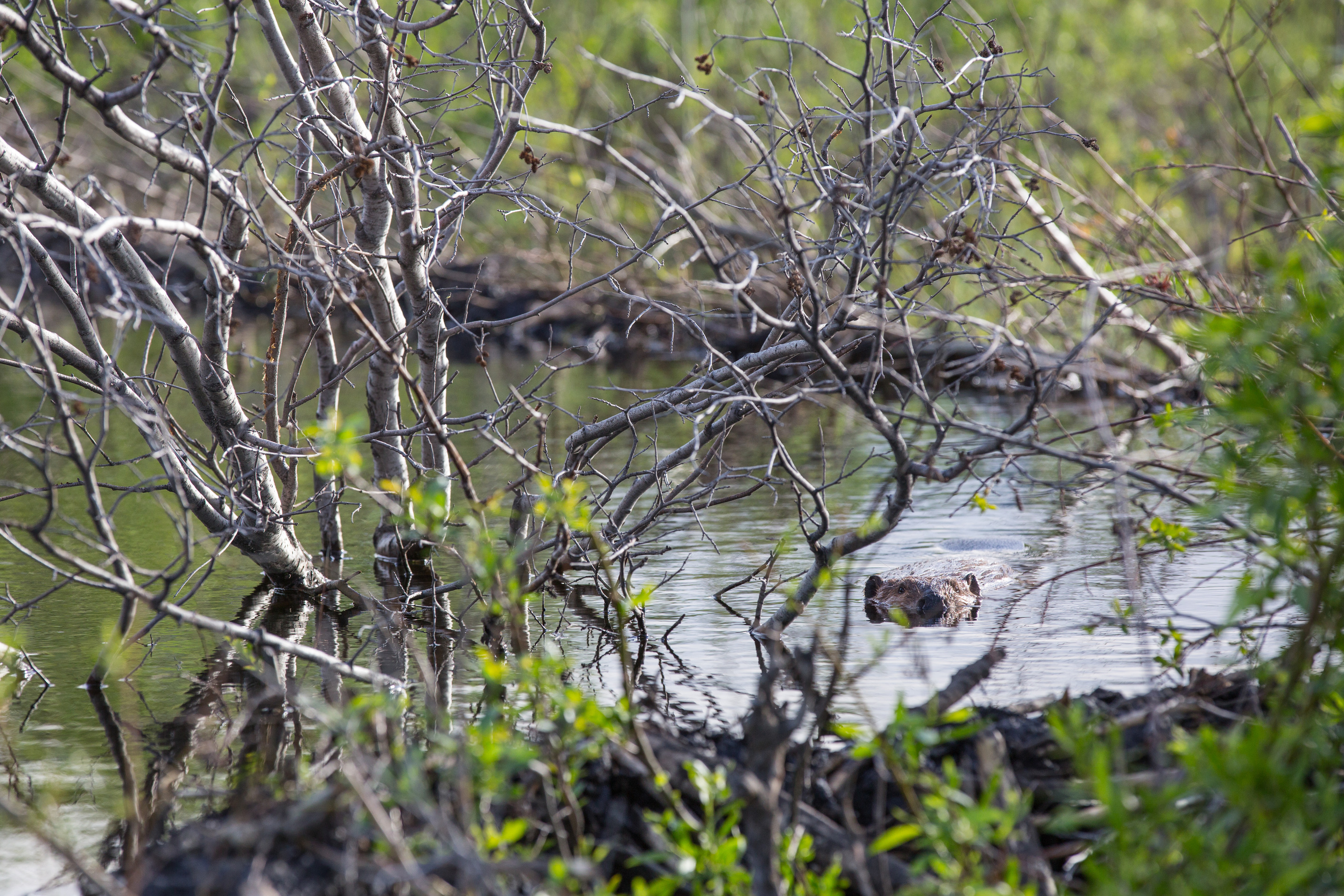 Beaver is swimming in water as seen through foliage on the bank.