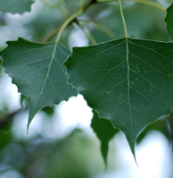 Cottonwood - 65-130 ft.
Populus deltoides
Flowers in: April