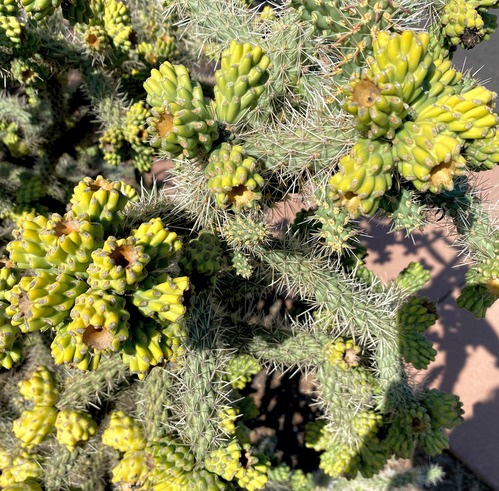 Cane Cholla with green fruits