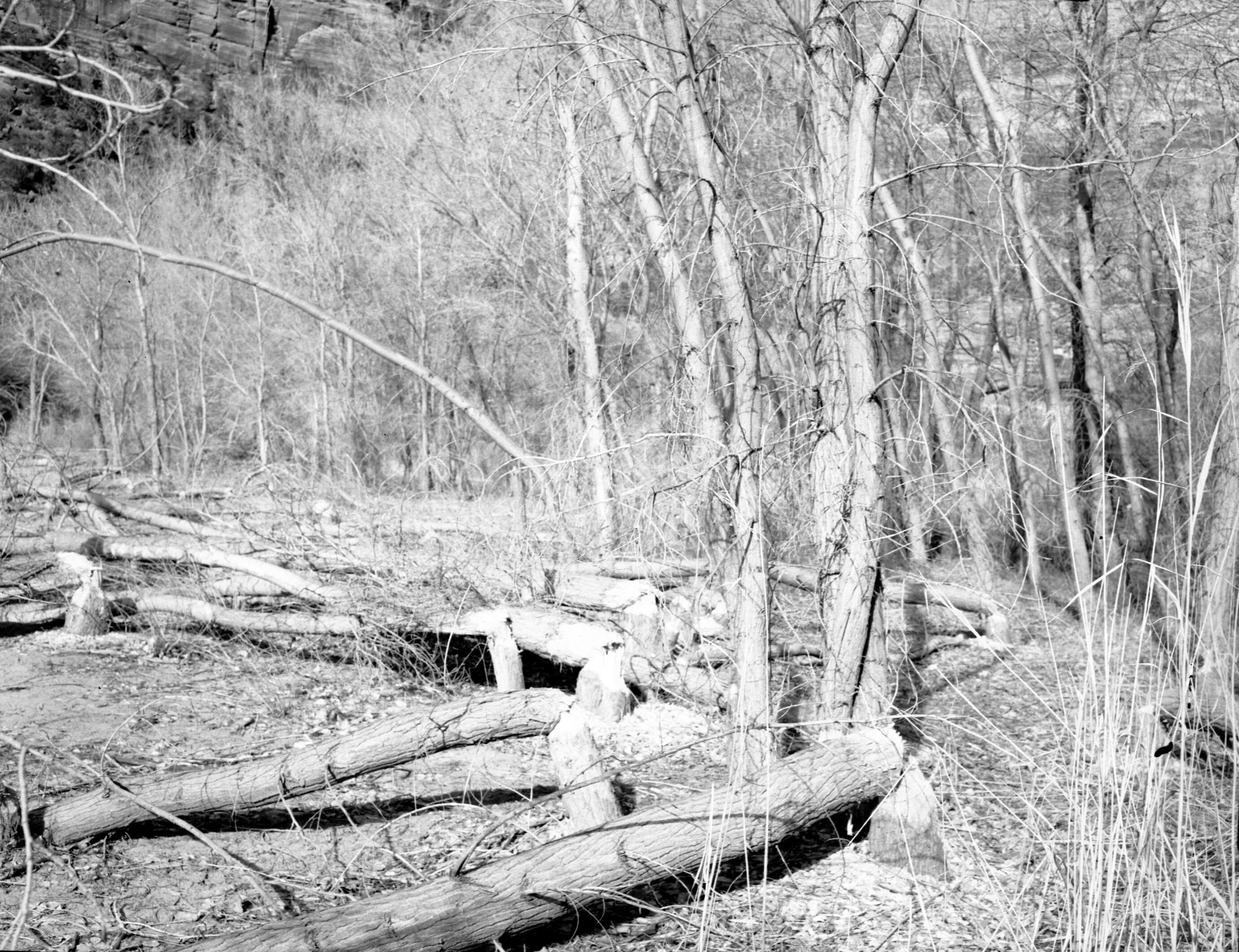 Beaver damage to cottonwood trees, near Angels Landing.