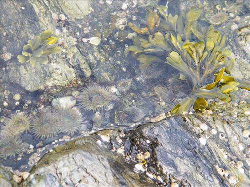 Tidepools