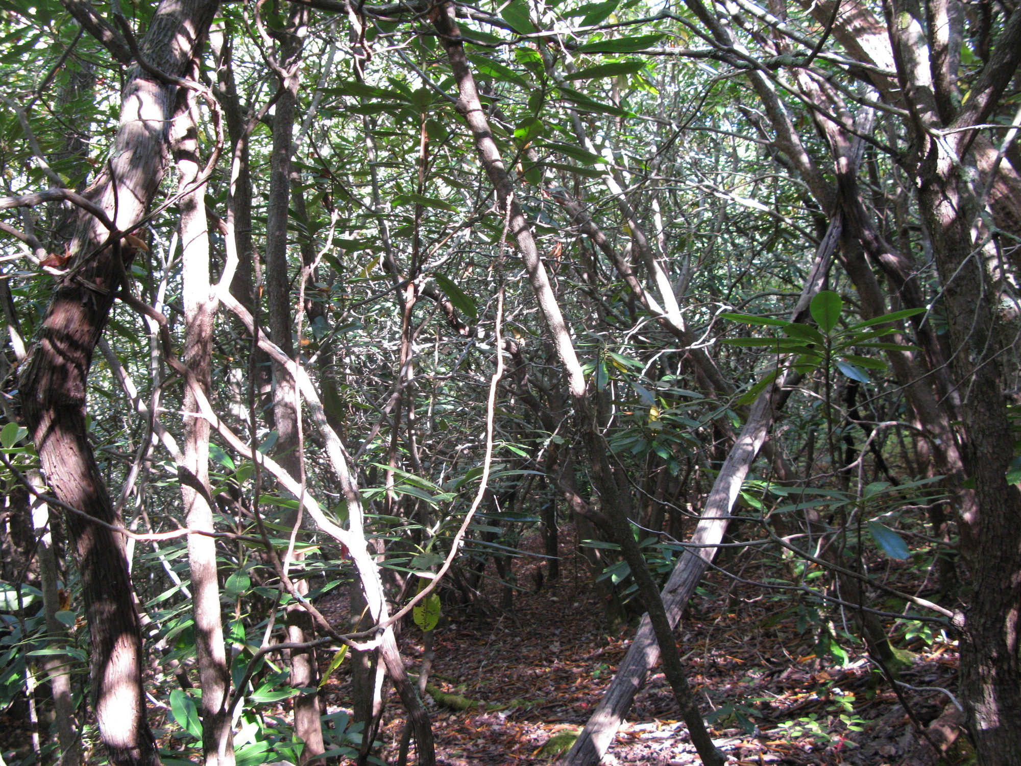 GRSM Accuracy Assessment. Plot Code: GRSM_AA_0192_2