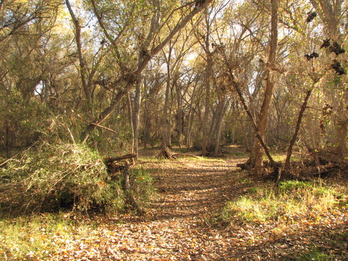 trail through cottonwoods in autumn light
