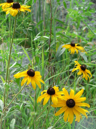 Photo of seven blackeyed Susan flowers with dark brown centers and yellow petals.