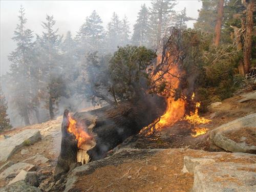 Drip torch ignition on Highbridge Prescribed Burn, Sequoia and Kings Canyon National Parks, October 2005