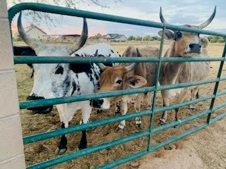 cattle of various colors standing next to an iron gate